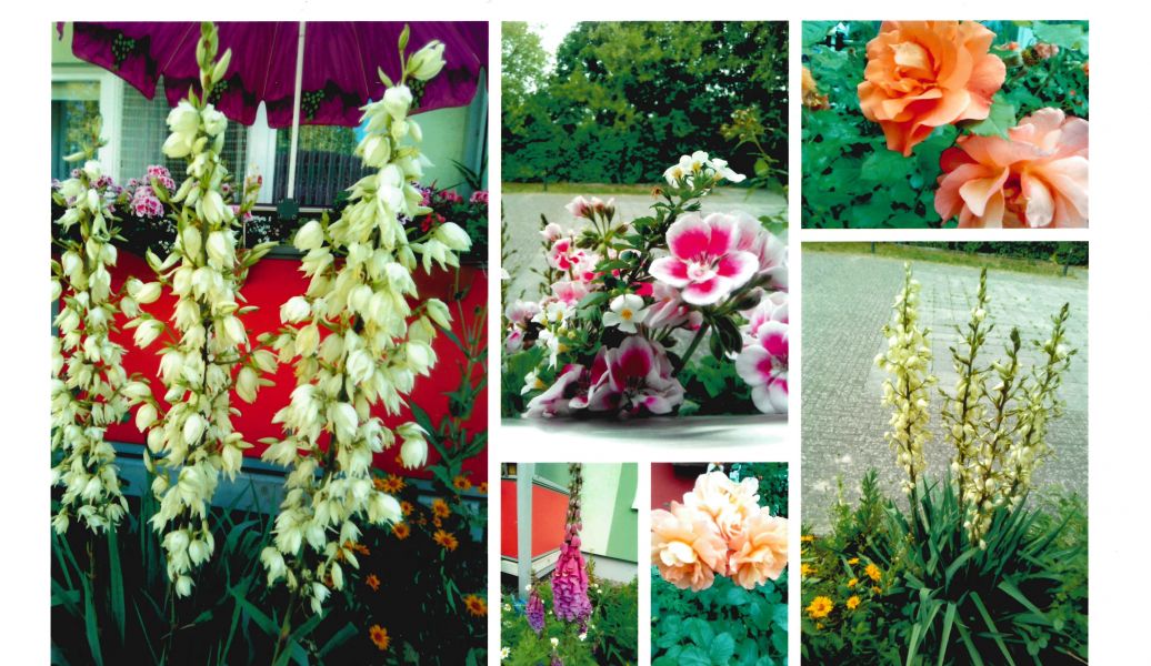 Balkon mit vielen Pflanzen, Collage