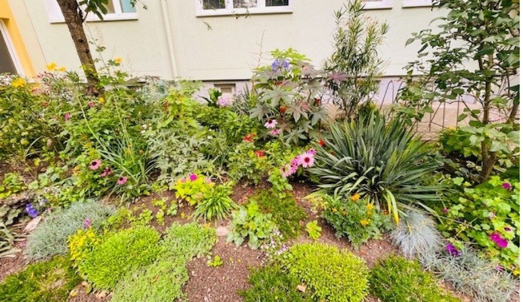 Vorgarten mit Pflanzen